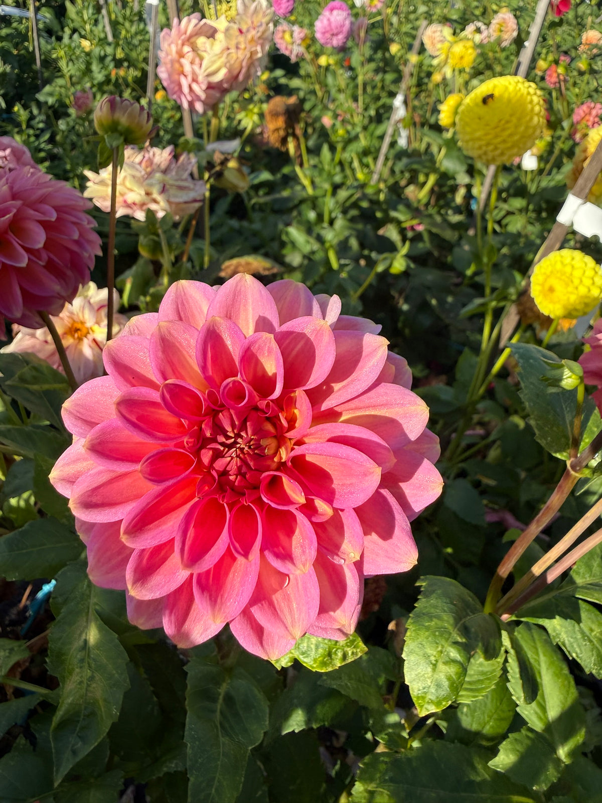 Dahlia - Sandra Dee