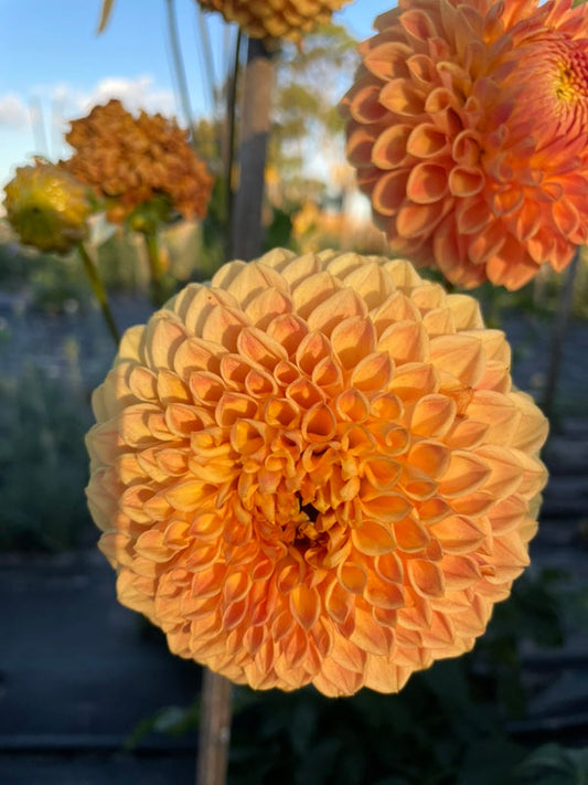 Dahlia Seed - Formby Crest