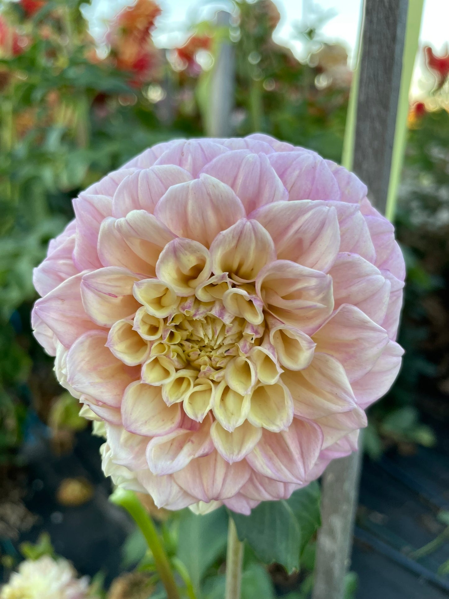 Dahlia - Frangipani