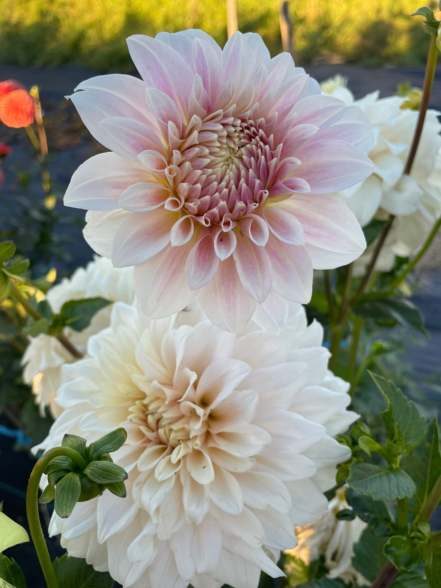 Dahlia - Coconut Ice