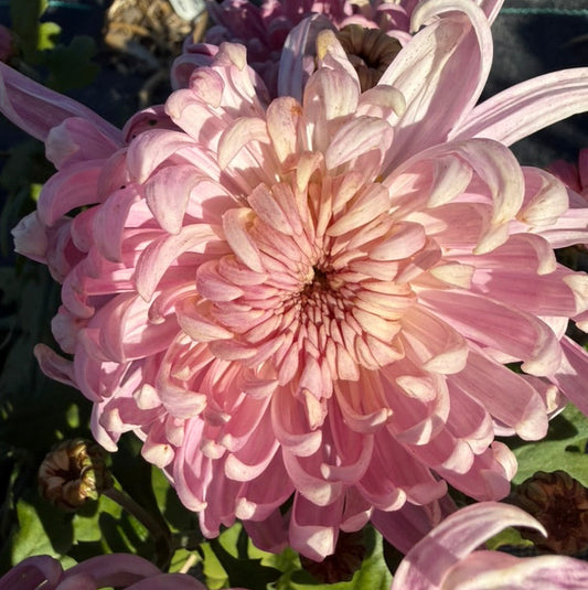 Chrysanthemum - Rooted Cutting - Pink Lady Princess
