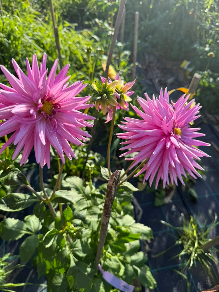 Dahlia - Lady G