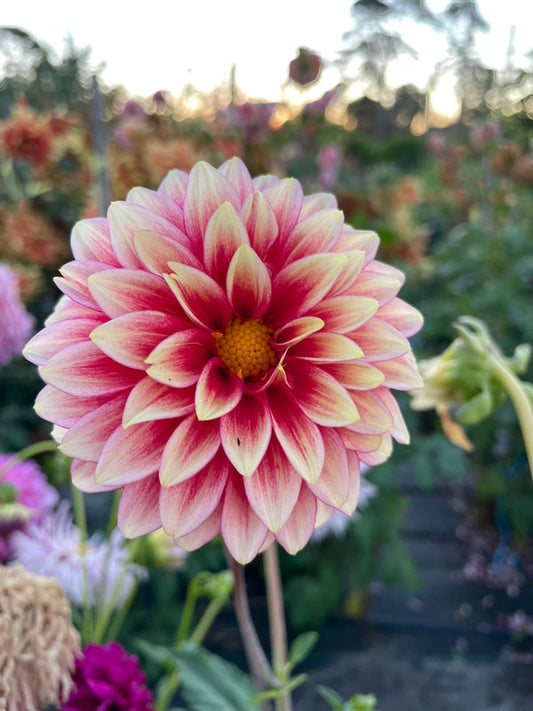 Dahlia Seed - Coral Isle
