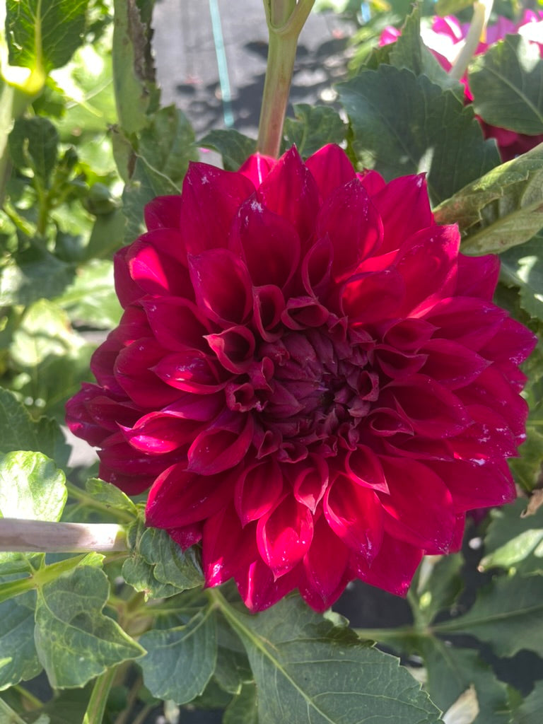 Dahlia - Devon Excel