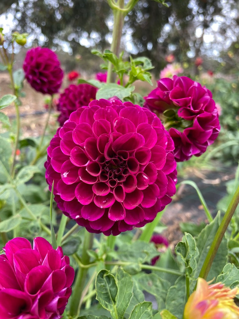 Dahlia - Ryecroft Violet
