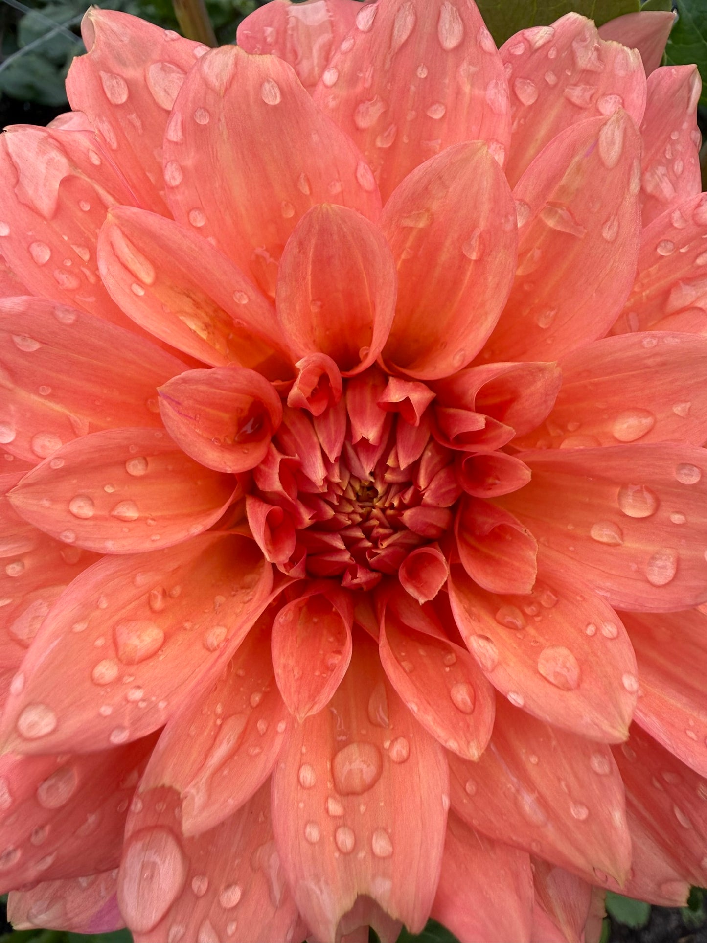 Dahlia - Darbro Palomino