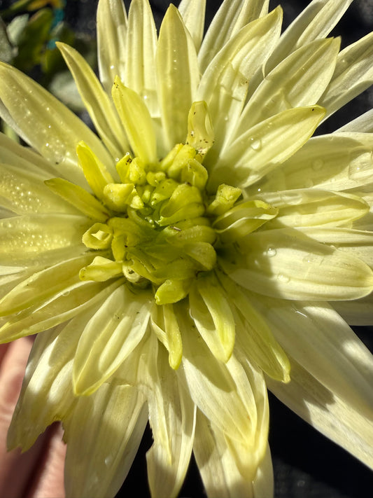 Chrysanthemum - Rooted Cutting - Baltica Lime