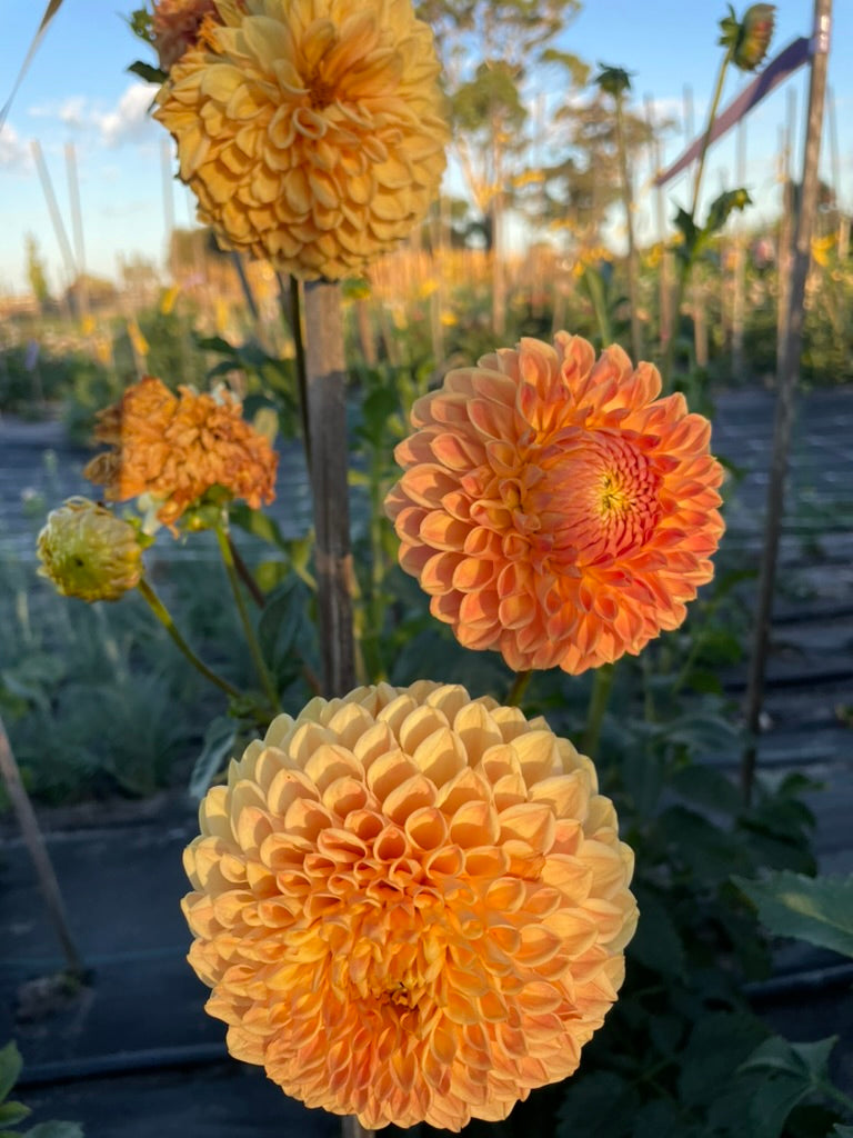 Dahlia - Formby Crest