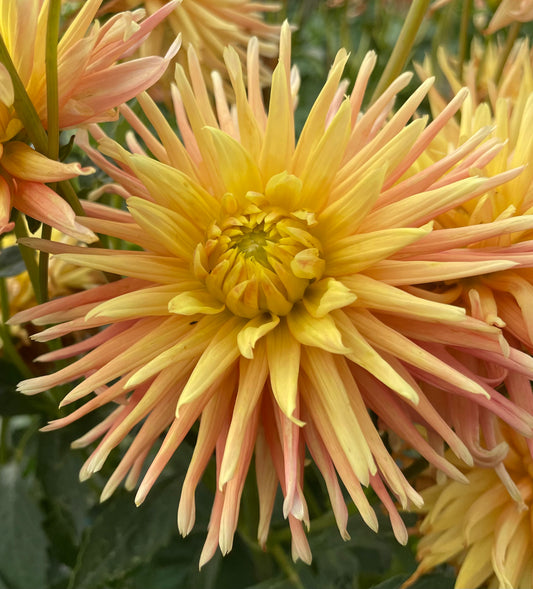 Dahlia - Sierra