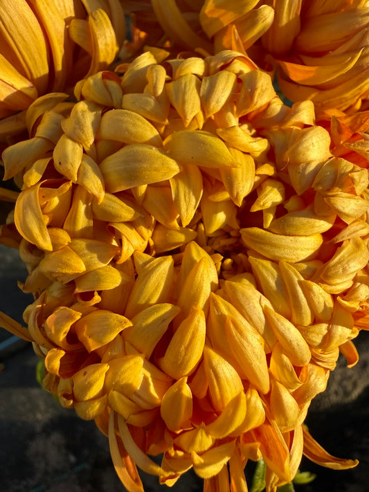 Chrysanthemum - Rooted Cutting - Jane Sharpe