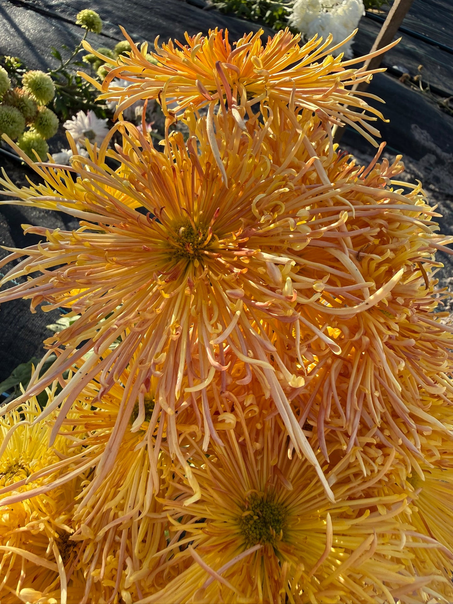 Chrysanthemum - Rooted Cutting - Western Voodoo