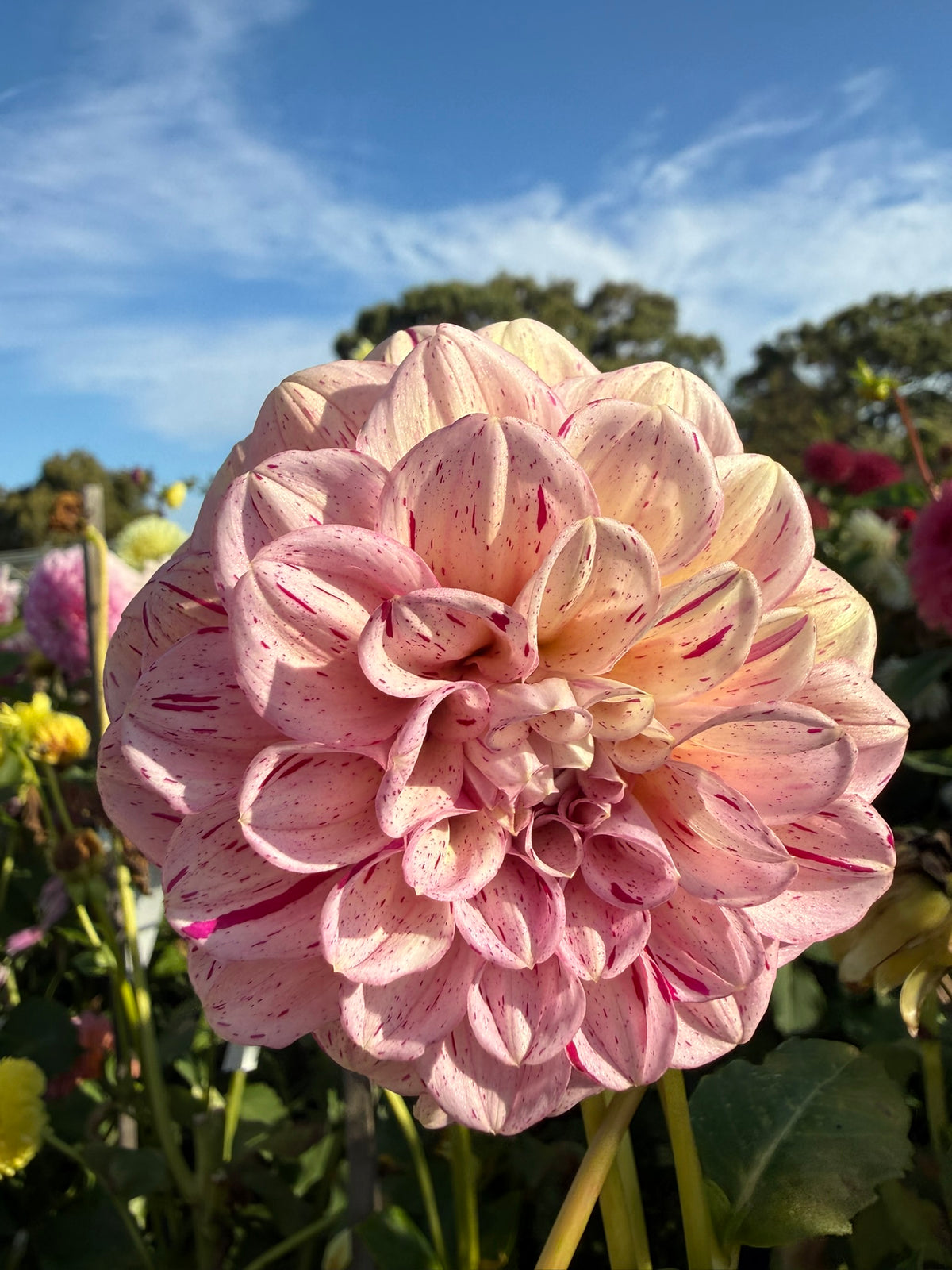 Dahlia - Venetian