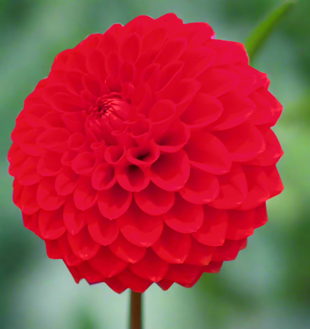 Dahlia - Red Red Red