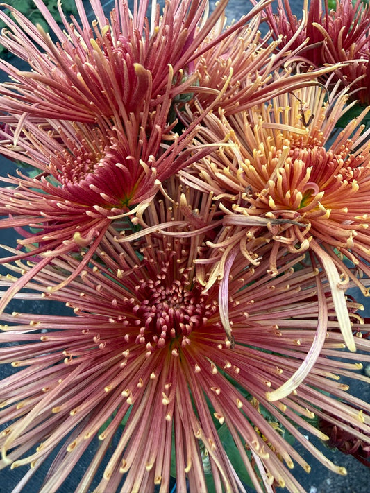 Chrysanthemum - Rooted Cutting - Seaton's Delight