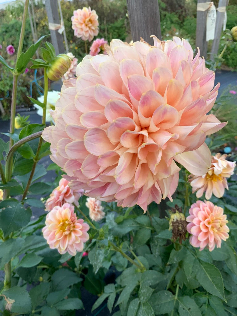 Dahlia - Coorabell Moonglow