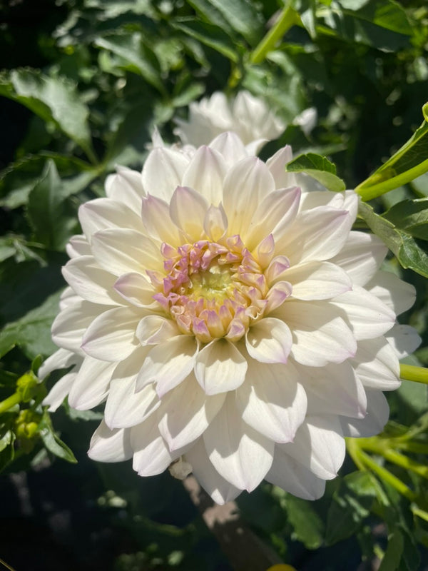 Dahlia Seed - Seamist