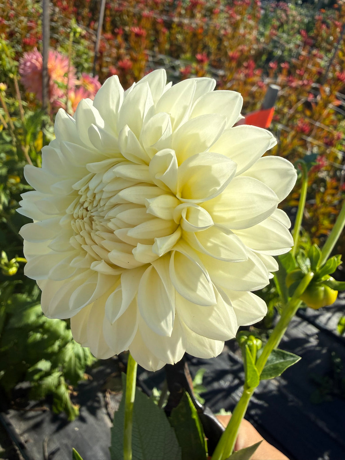 Dahlia - Hillview Iceberg