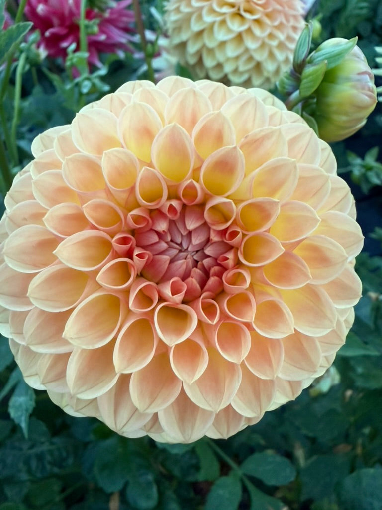 Dahlia - Ryecroft Punch