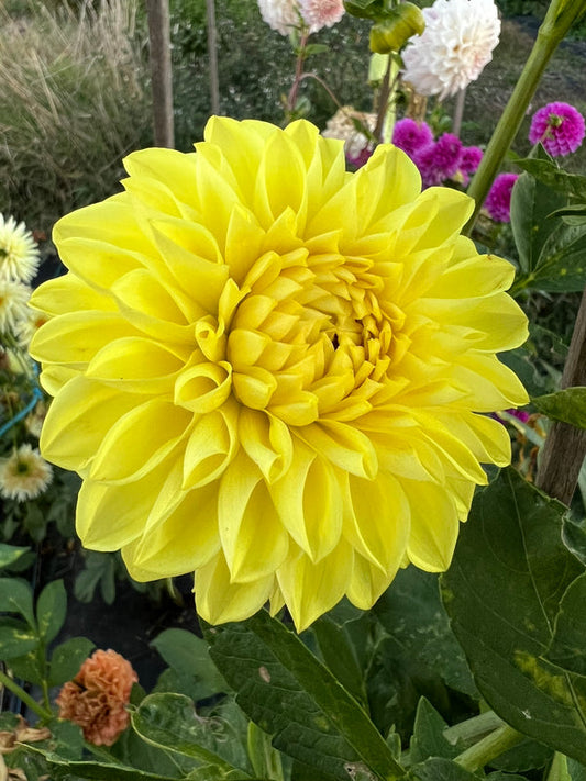 Dahlia Seed - Darbro Kylie Anne