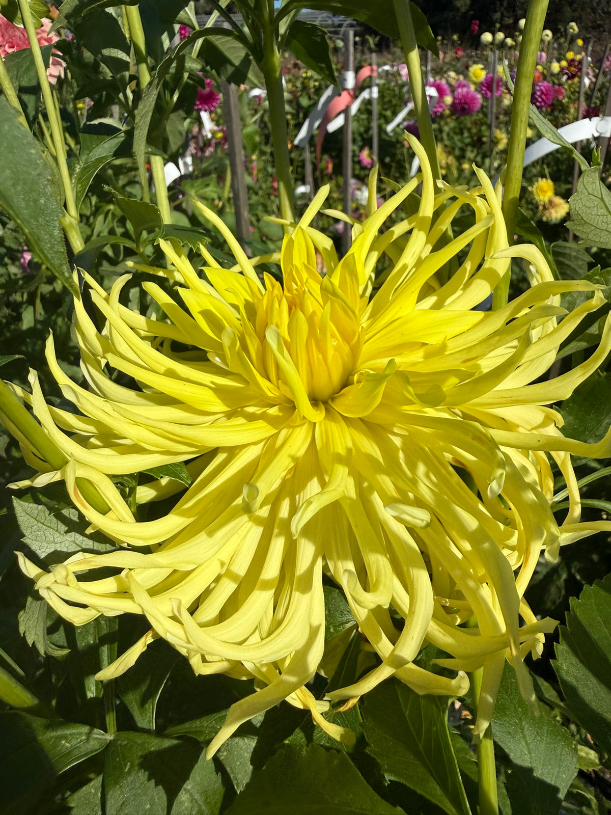 Dahlia - Mayarine