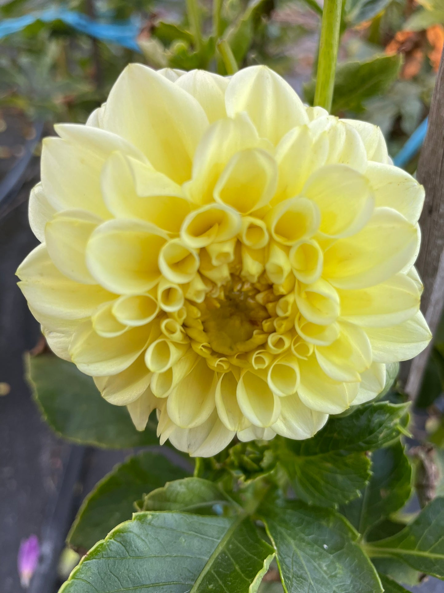 Dahlia - Guyra gold