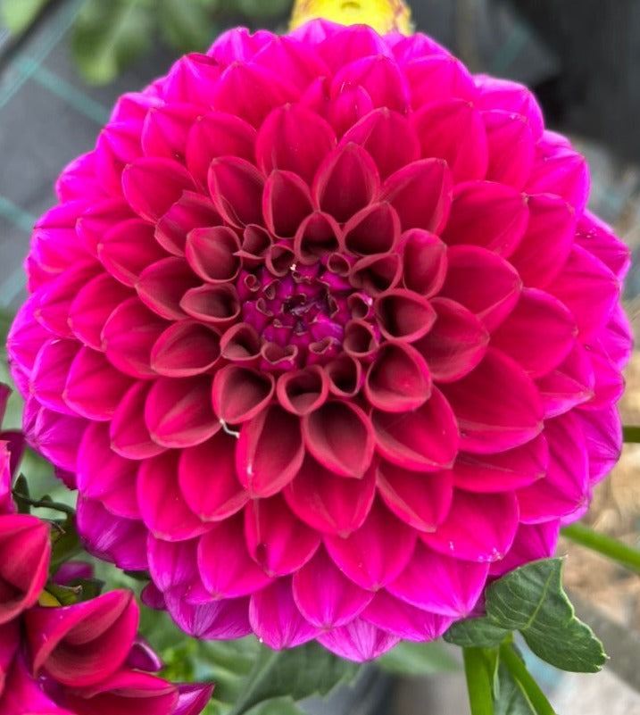 Dahlia - Westerton Folly