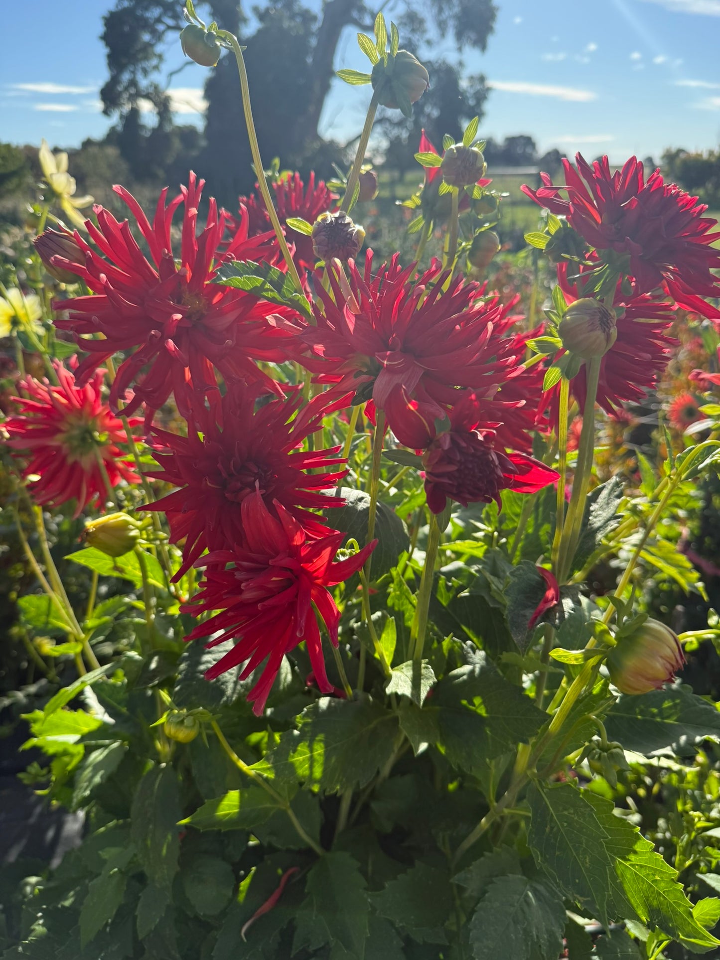 Dahlia - Shandy