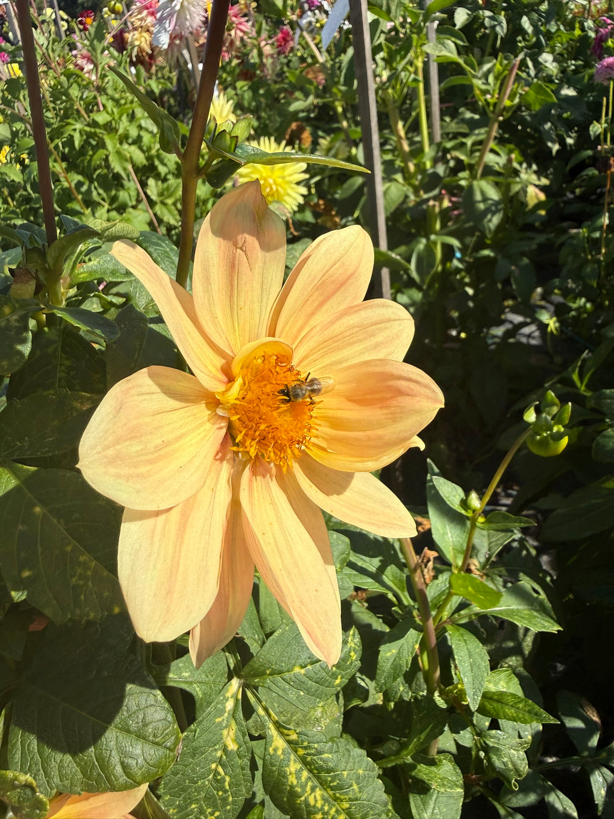 Dahlia - Summertime