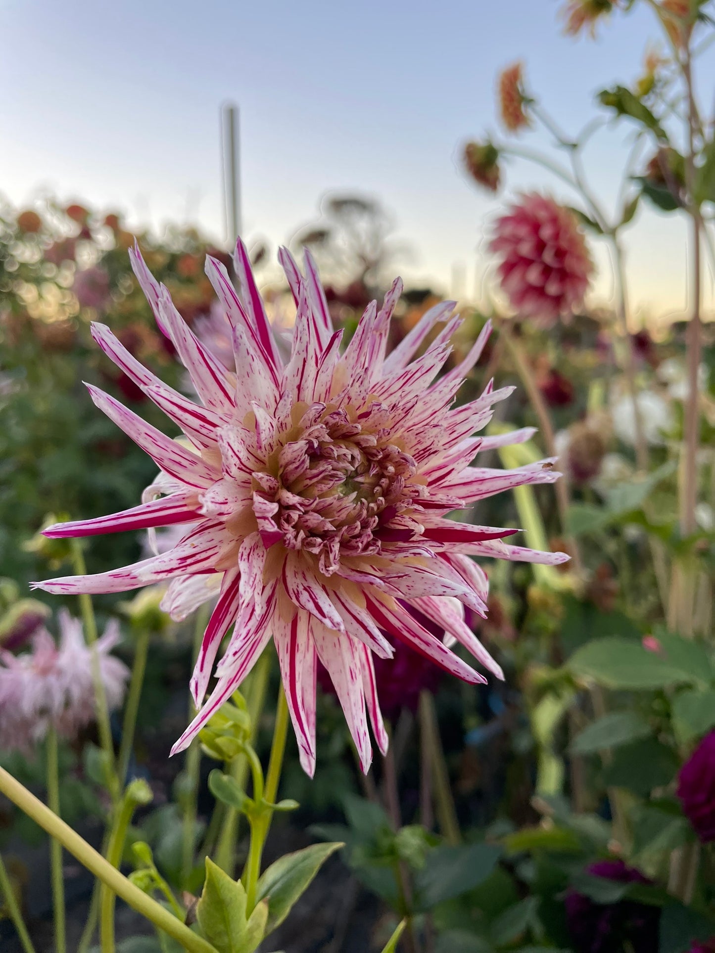 Dahlia - Speckles