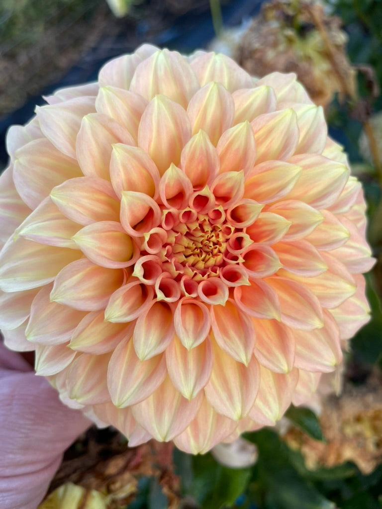 Dahlia - Bracken Sarah