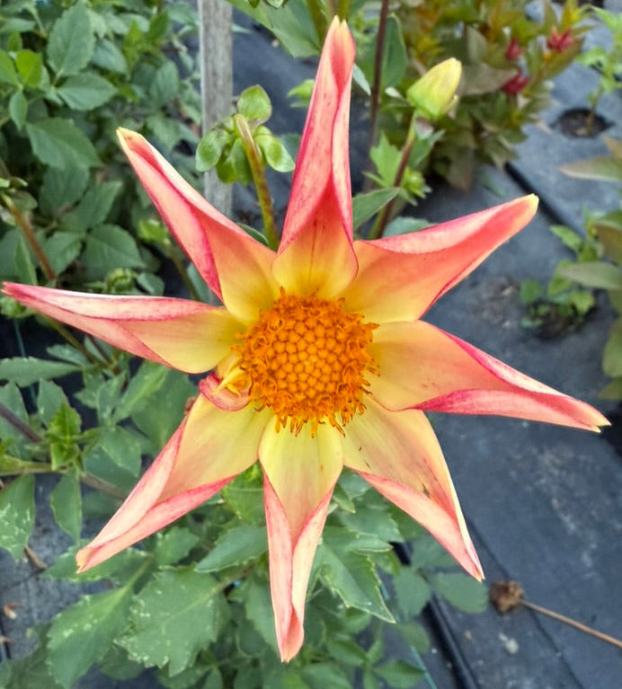 Dahlia - Lillian 'O'