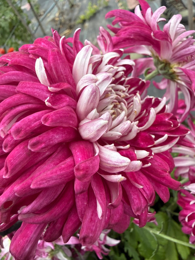 Chrysanthemum - Rooted Cutting - Seaton's Silver Burgundy