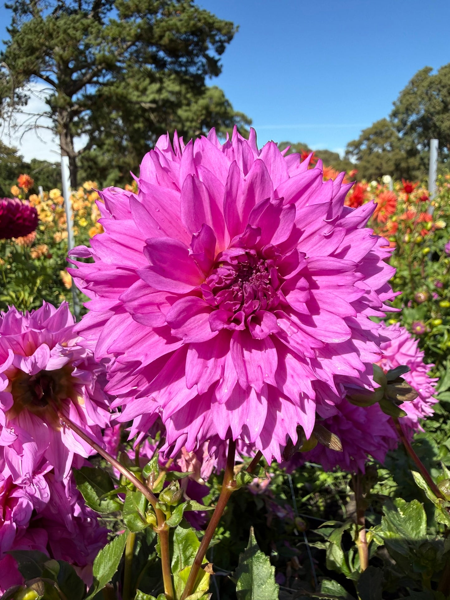 Dahlia - CMC Blue