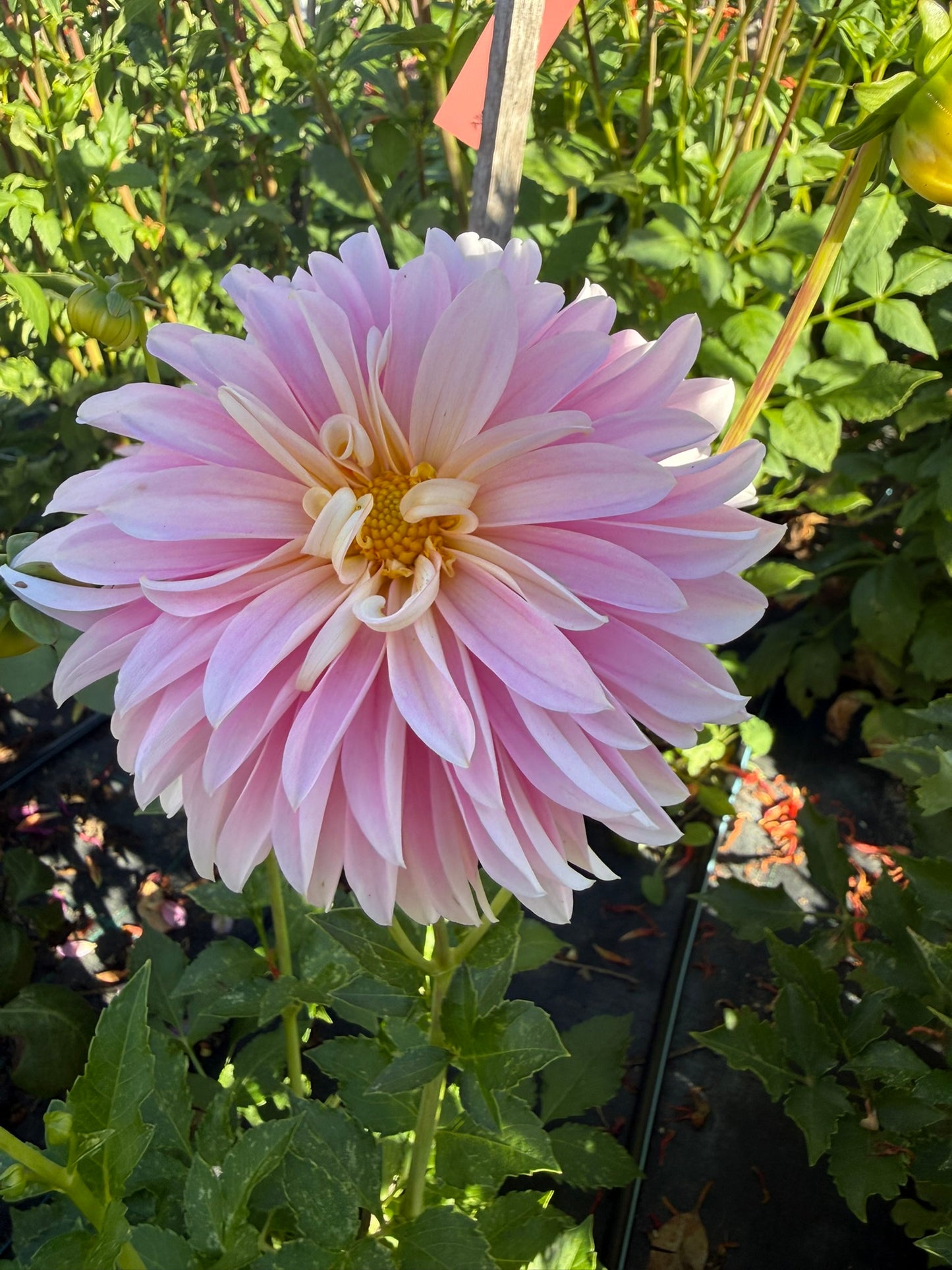 Dahlia - Alloway Candy