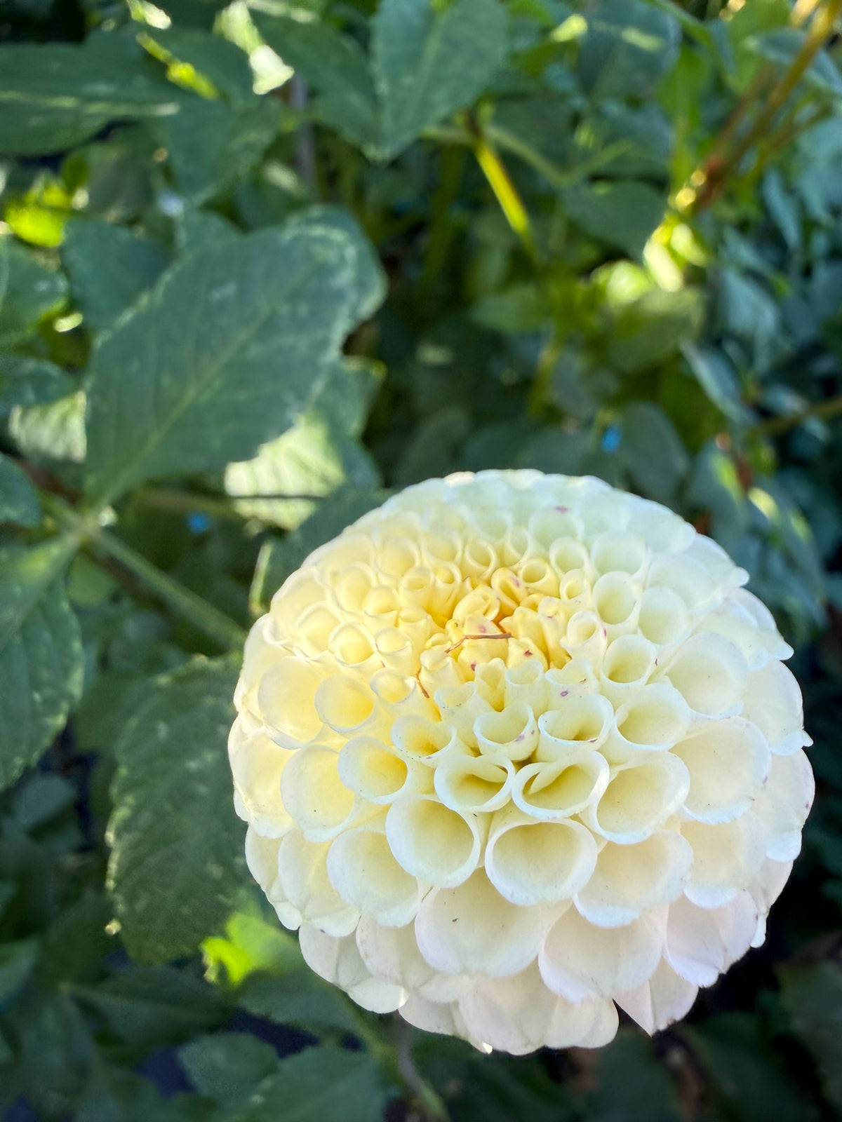 Dahlia - Bowen