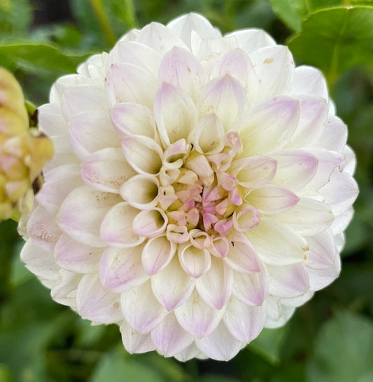 Dahlia - Florelie Cowrie