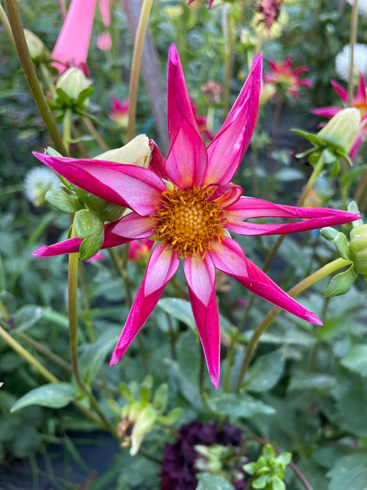 Dahlia - Christie Starlet