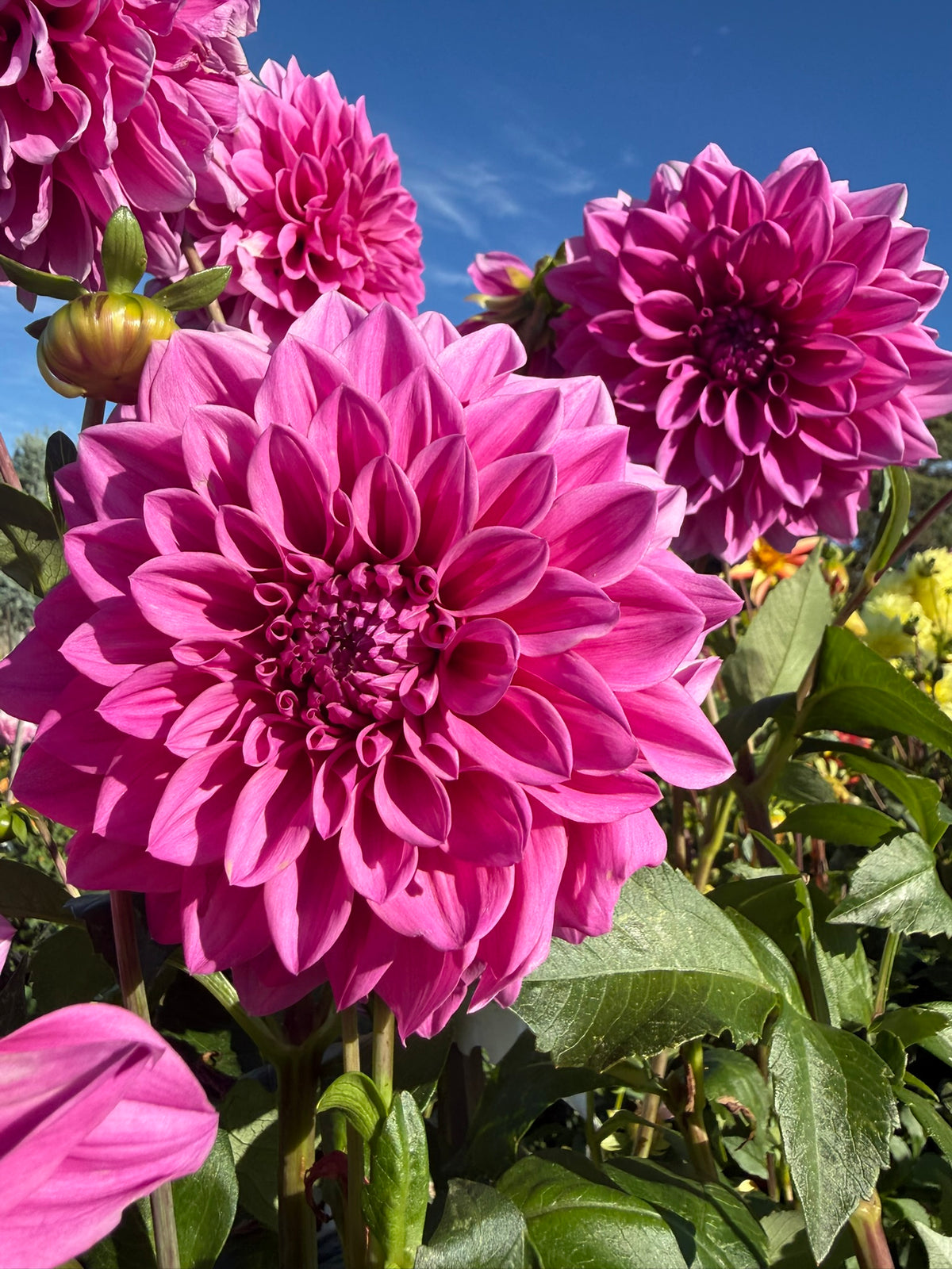 Dahlia - Angie's Fuschia