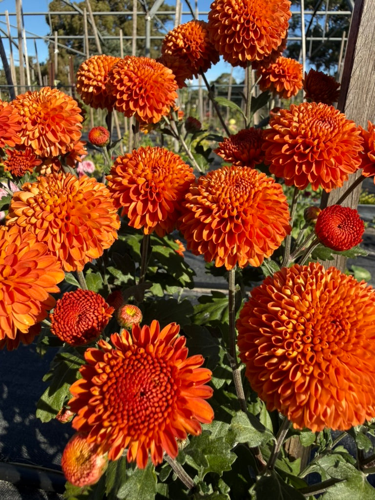 Chrysanthemum - Rooted Cutting - Kelvin Mandarin