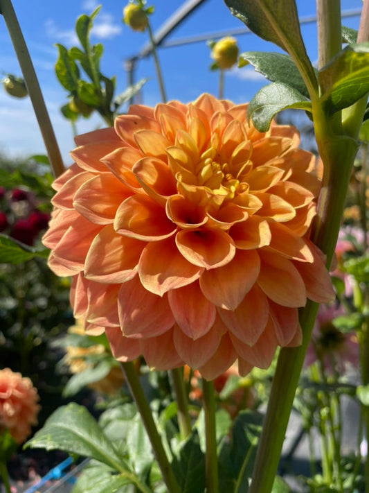 Dahlia Seed - Formby Delight