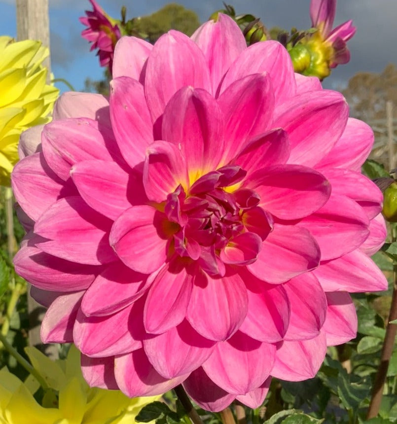 Dahlia - Stannum Jill