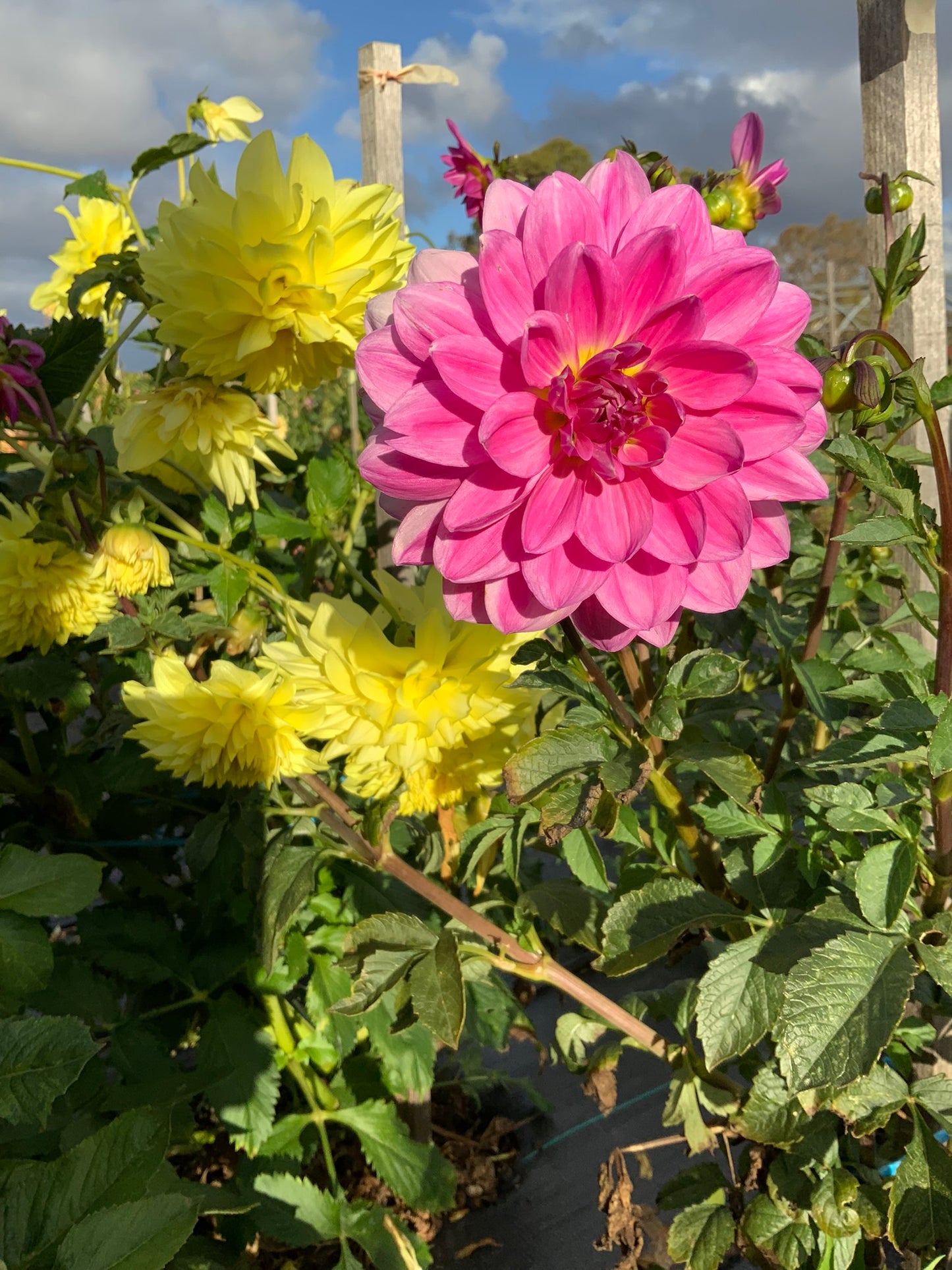 Dahlia - Stannum Jill