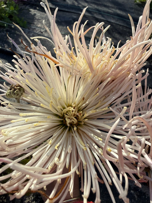 Chrysanthemum - Rooted Cutting - Senkyo Jonetsu