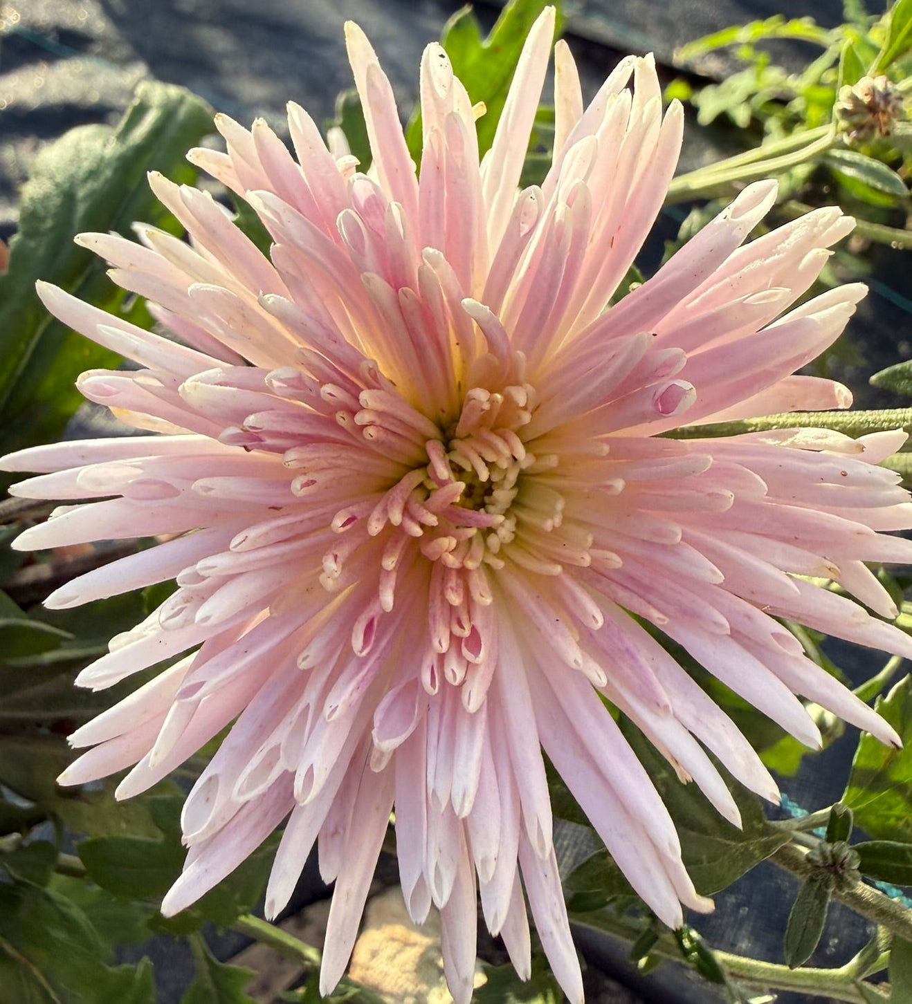Chrysanthemum - Rooted Cutting - Seaton's Silver Lining