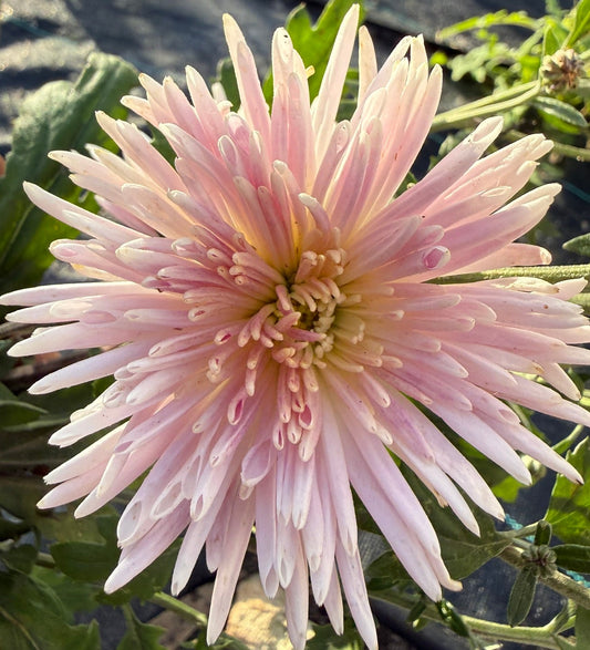 Chrysanthemum - Rooted Cutting - Seaton's Silver Lining
