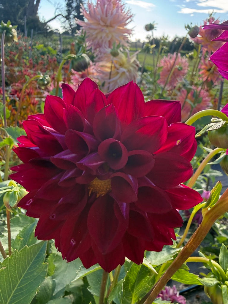 Dahlia - CK Marlene