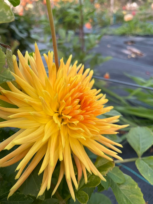 Dahlia - Sunburst