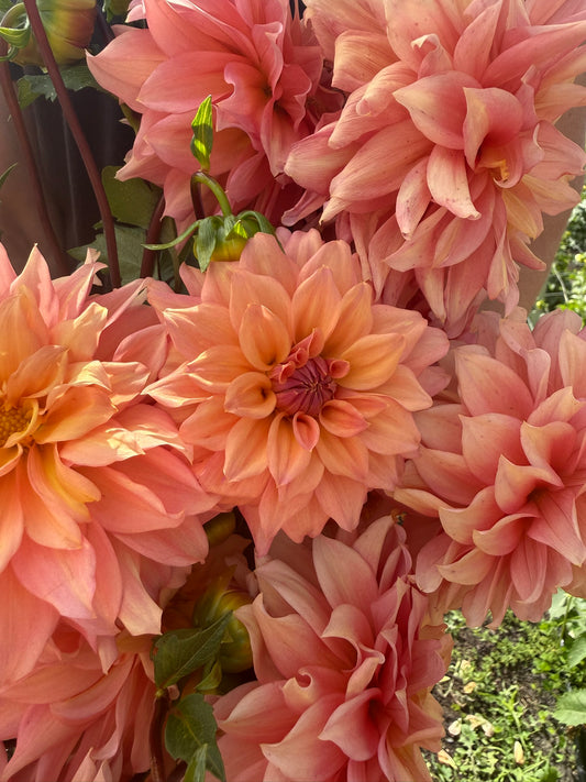 Dahlia - African Peach