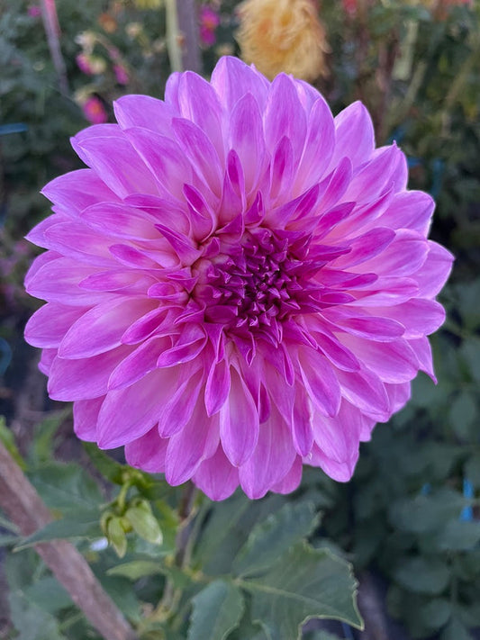 Dahlia Seed - Devon Pazazz