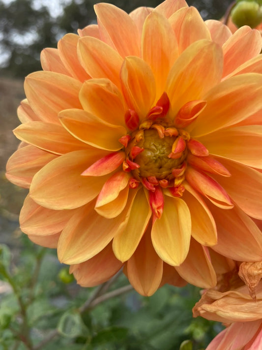 Dahlia - Bracken Lorelie